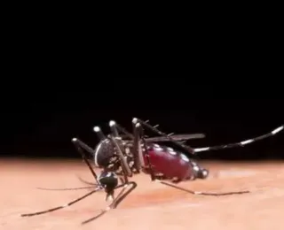 Mortes por dengue na Bahia sobem para 64