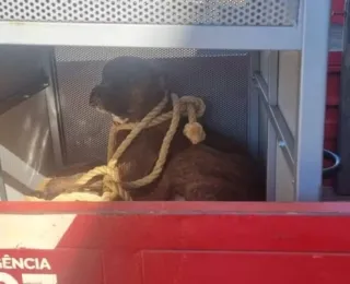 Adolescente é atacada por pitbull dentro da sala de aula em Goiás