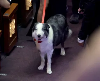 Após polêmicas, cão de “Anatomia de uma Queda” vai ao Oscar