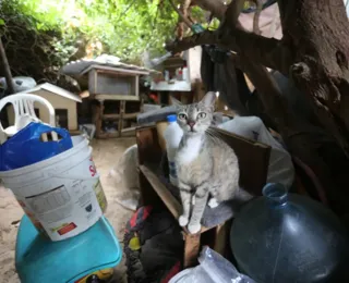 Após retirada de 250 animais, colônia de gatos de Piatã chega ao fim