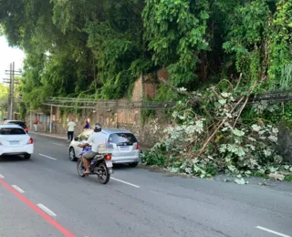 Árvores caem em avenidas de Salvador após temporal na madrugada; veja