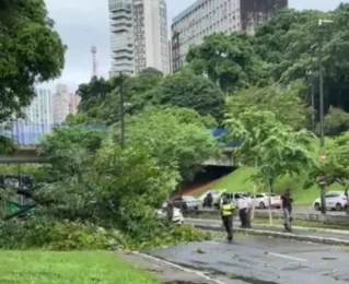 Árvores caídas, buracos na pista; Salvador tem manhã de caos