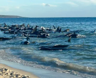 Austrália: 160 baleias-piloto encalham em praia e 30 morrem