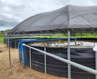 Bahia fortalece produção de peixe com novas agroindústrias