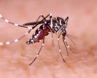 Bahia registra 269 municípios em epidemia de dengue