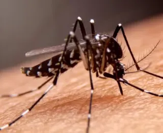 Bahia registra 63 mortes por dengue