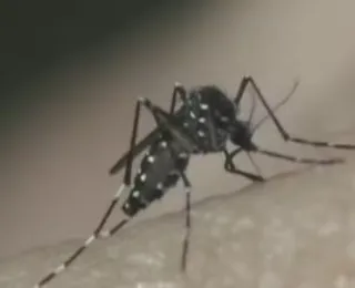 Bahia registra 9ª morte causada pela dengue em 2024
