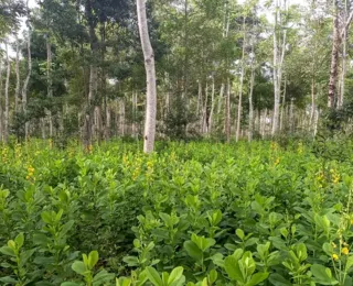 Brasil deve recuperar 25 milhões de hectares de vegetação nativa