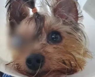 Cachorro fica cego após banho e tosa em pet shop; polícia investiga