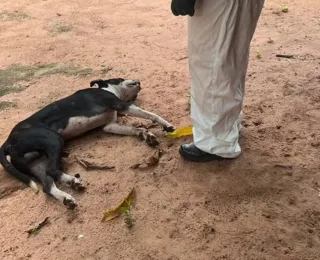 Cachorro morre ao ser atacado por enxame de abelhas