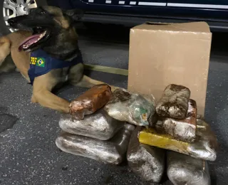 Cães da PRF encontram cocaína, crack e maconha em ônibus na Bahia