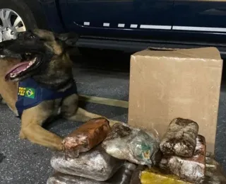 Cães farejadores encontram crack, cocaína e maconha em ônibus na Bahia