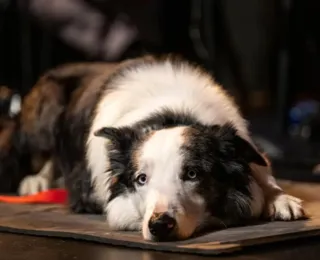 Cão de 'Anatomia de Uma Queda' vai ganhar minissérie