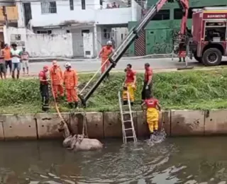 Cavalo é resgatado após cair e ficar atolado em canal