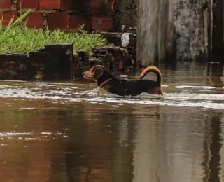 Chuvas: em dois dias, Salvador teve mais de 900 ocorrências