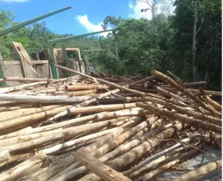 Ciclista morre após ser atingido por toras de madeira na Bahia