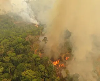 Cobertura florestal mundial perde 3,7 milhões de hectares em 2023