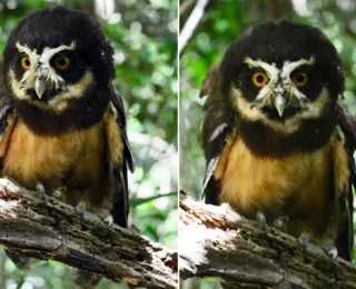 Coruja-murucututu é reintegrada à natureza em reserva na Bahia