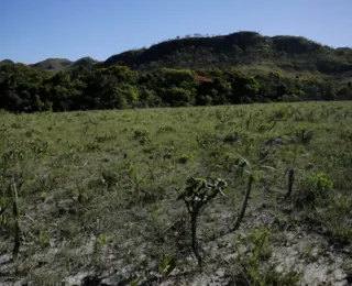 Desmatamento no Cerrado cai 48% em janeiro, mostra instituto