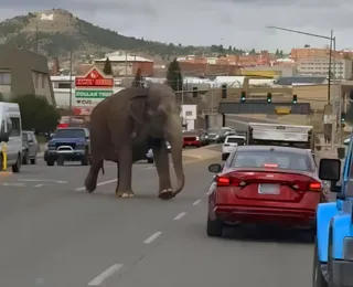 Elefante foge de circo e passeia livremente por cidade; VÍDEO