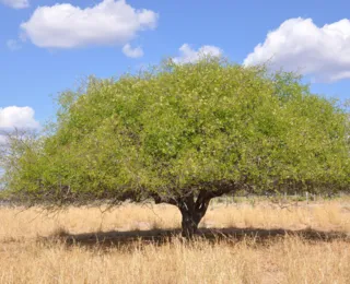 Emergência na Caatinga