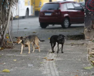 Feto é encontrado dentro de sacola após ser carregado por cachorro