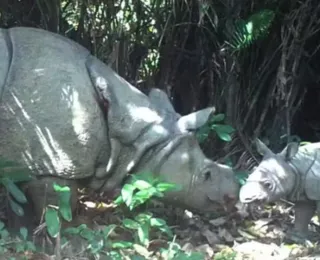 Filhote de rinoceronte-de-java, ameaçado de extinção, é avistado