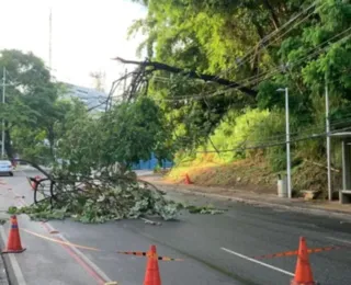 Galhos de árvore caem na Avenida Garibaldi e trânsito fica lento