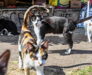 Gatos de Colônia em Piatã serão realocados para a ONG Doce Lar
