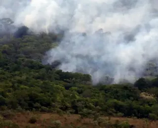 Ibama cria plataforma para acompanhar recuperação ambiental