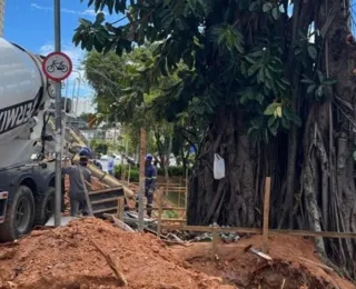 Intervenção ameaça árvores centenárias no Dique do Tororó