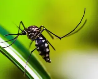 Letalidade da Dengue na Bahia é uma das menores do Brasil