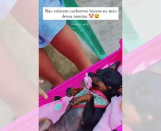 Menina coloca pinscher para dormir com canção de ninar e viraliza