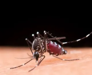 Mosquito da dengue pode picar por cima da roupa, revela estudo