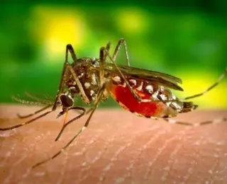 Nísia Trindade sobre dengue na Bahia: “Não está numa epidemia”