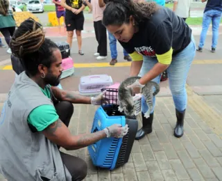 Operação realoca para ONG cerca de 250 gatos da Colônia de Piatã