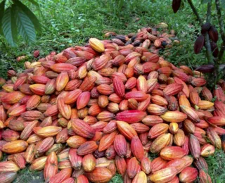 Outros Estados vêm à Bahia conhecer produção de "cacau sustentável"