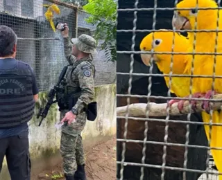 PF apreende mais de 400 aves em combate ao tráfico