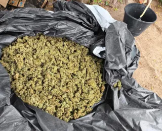 PM prende três suspeitos e erradica 10.000 pés de maconha