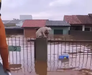 Pelo menos 3,5 mil animais ilhados pela chuva foram resgatados no RS