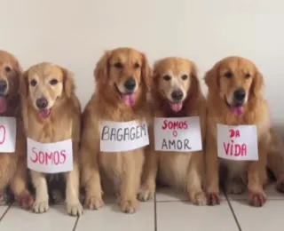 Pets "fazem manifestação" após morte de Joca: "Não somos bagagem"