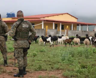 Polícia encontra roça de maconha em sítio usado para criar cabra; veja
