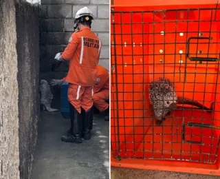 Porco espinho é capturado em loja de Senhor do Bonfim; veja fotos