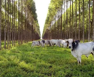 Primeiro trimestre de 2024 bate recorde para o agronegócio