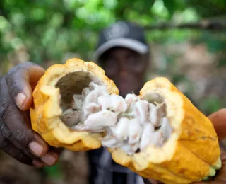 Produção de cacau cai e afeta negócios de produtores de chocolate