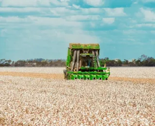 Produção de grãos no oeste baiano representa 89% do montante estadual