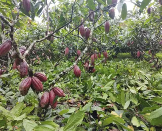 Produção de ovos e bombons cresce 40% na páscoa