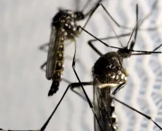 Quase 4 bilhões de pessoas correm risco de infecção pelo Aedes