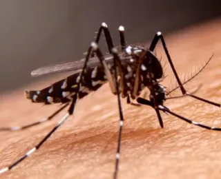 Sesab confirma mortes por dengue em Feira e Vitória da Conquista