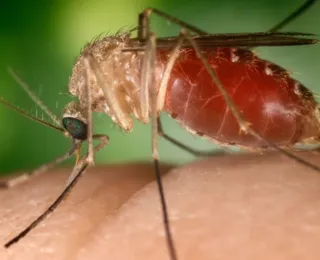 Sesab confirma nove casos de Febre do Oropouche na Bahia